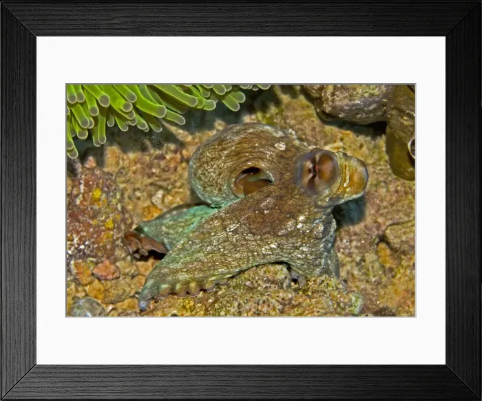 Framed Print : Reef Octopus - about to hide beneath an anemone - Papua New Guinea Framed Print : Reef Octopus - about to hide beneath an anemone - Papua New Guinea