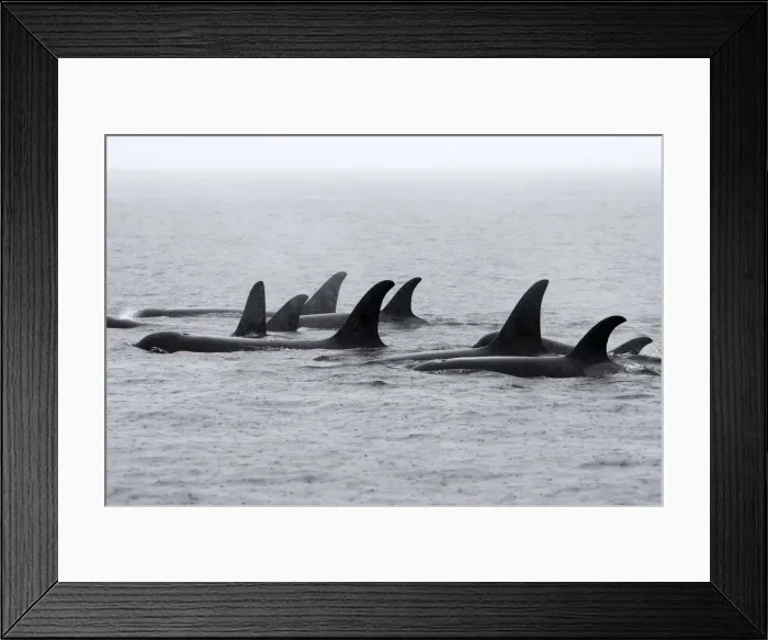 Framed Print : Orca / Killer Whale - pod / group in rain. Johnstone Strait - British Colombia - Canada Framed Print : Orca / Killer Whale - pod / group in rain. Johnstone Strait - British Colombia - Canada