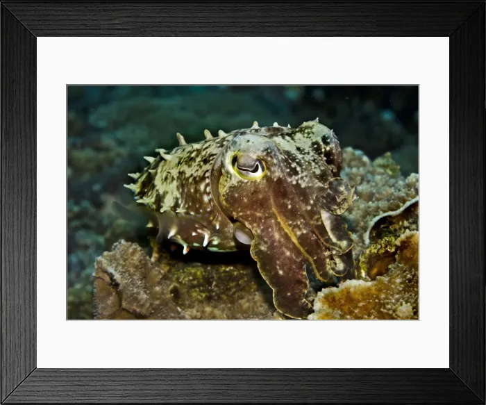 Framed Print : Reef Cuttlefish - cuttlefish have the ability to instantly change colour and texture - Papua New Guinea Framed Print : Reef Cuttlefish - cuttlefish have the ability to instantly change colour and texture - Papua New Guinea