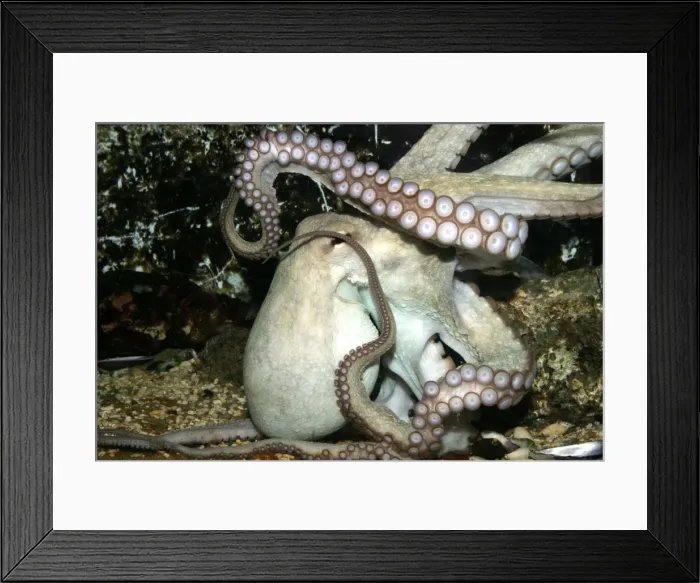 Framed Print : Common Octopus Dolphinarium, Port Elisabeth. South Africa