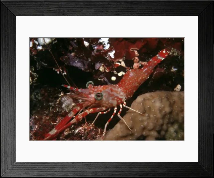 Framed Print : Prawn - night, 26 meters. Reef drop off. Luci Para Islands, Banda Sea, Indonesia Framed Print : Prawn - night, 26 meters. Reef drop off. Luci Para Islands, Banda Sea, Indonesia