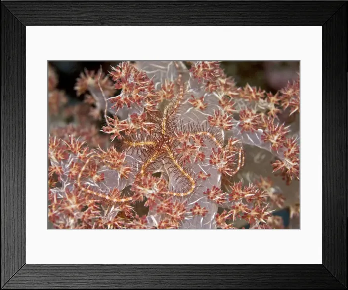 Framed Print : Brittle Star - Brittle stars can regenerate a new individual from a broken fragment. They also change colour to match their host. Papua New Guinea Framed Print : Brittle Star - Brittle stars can regenerate a new individual from a broken fragment. They also change colour to match their host. Papua New Guinea