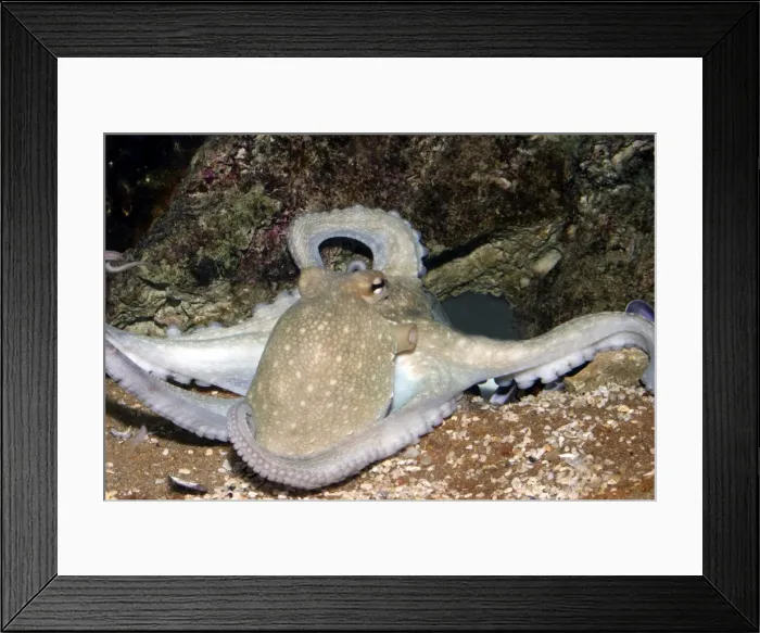 Framed Print : Common octopus Dolphinarium, Port Elisabeth. South Africa Framed Print : Common octopus Dolphinarium, Port Elisabeth. South Africa