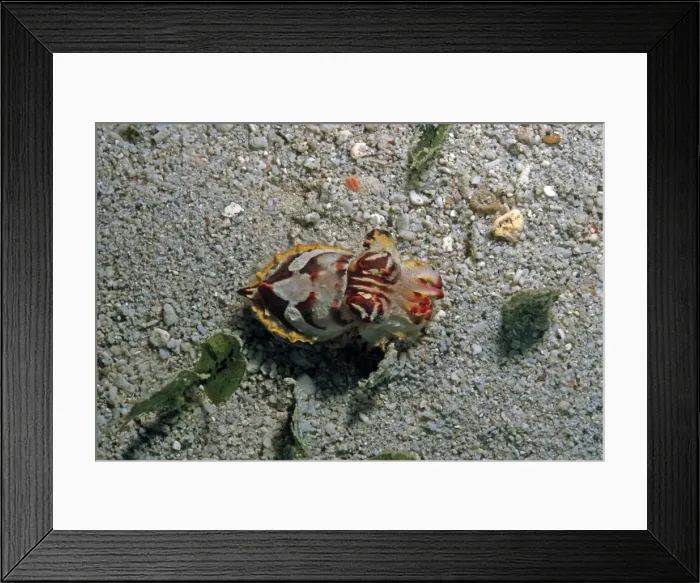 Framed Print : Flamboyant Cuttlefish - photographed in an isolated area of Papua New Guinea because of its unusual behavour the photographer believes this to be a new species. The animal could blend in with the bottom Framed Print : Flamboyant Cuttlefish - photographed in an isolated area of Papua New Guinea because of its unusual behavour the photographer believes this to be a new species. The animal could blend in with the bottom