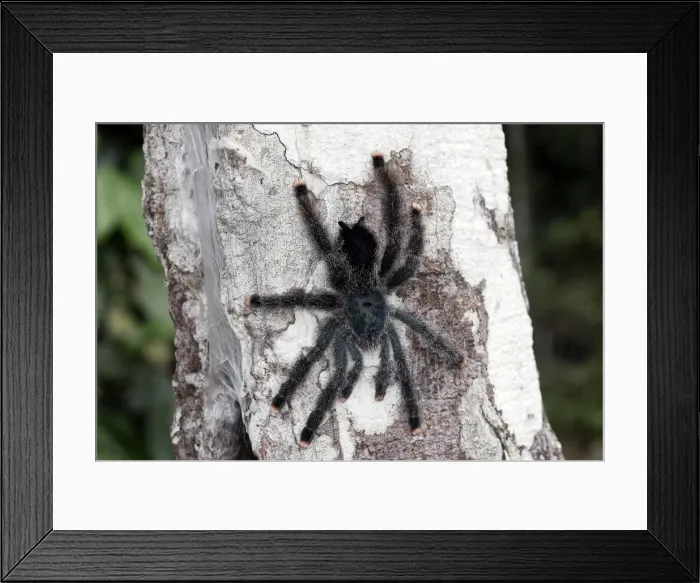 Framed Print : Pinktoe Tarantula - at nest in tree Central Suriname Nature Reserve South America Framed Print : Pinktoe Tarantula - at nest in tree Central Suriname Nature Reserve South America