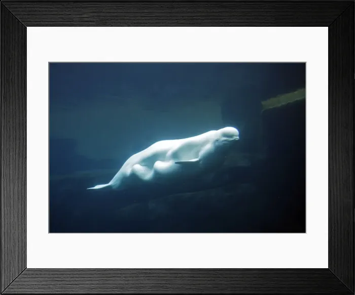Framed Print : Beluga / White Whale. Vancouver Aquarium - British Colombia - Canada Framed Print : Beluga / White Whale. Vancouver Aquarium - British Colombia - Canada