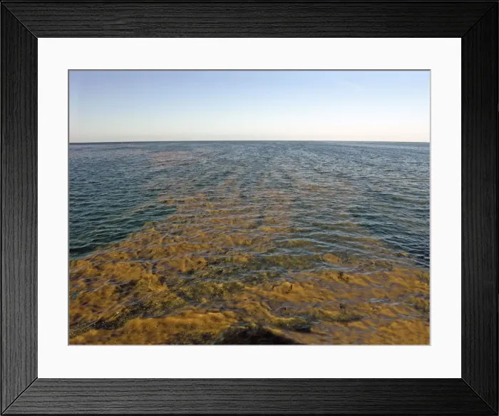 Framed Print : Planktonic algae - Seen from above Trico, an algae spawn clouds the tropical water in summer. It reproduces very fast and and when it dies causes the water to become filled with particals Capricorn Group, Great Barrier reef, Australia Framed Print : Planktonic algae - Seen from above Trico, an algae spawn clouds the tropical water in summer. It reproduces very fast and and when it dies causes the water to become filled with particals Capricorn Group, Great Barrier reef, Australia