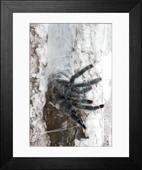 Framed Print : Pinktoe Tarantula - at nest in tree Central Suriname Nature Reserve South America Framed Print : Pinktoe Tarantula - at nest in tree Central Suriname Nature Reserve South America