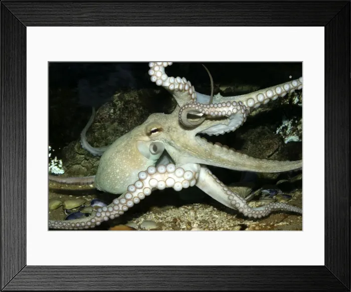 Framed Print : Common Octopus Dolphinarium, Port Elisabeth. South Africa Framed Print : Common Octopus Dolphinarium, Port Elisabeth. South Africa
