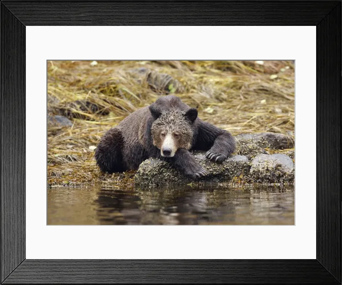 Framed Print : Grizzly bear - fishing for salmon in river. Mussel Bay. British Columbia - Canada Framed Print : Grizzly bear - fishing for salmon in river. Mussel Bay. British Columbia - Canada