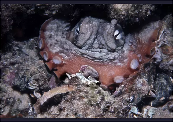 Common Octopus - Sydney octopus, it feeds on shellfish and small crabs which it drills and poisons before eating the paralyised contents Sydney Harbour, Australia