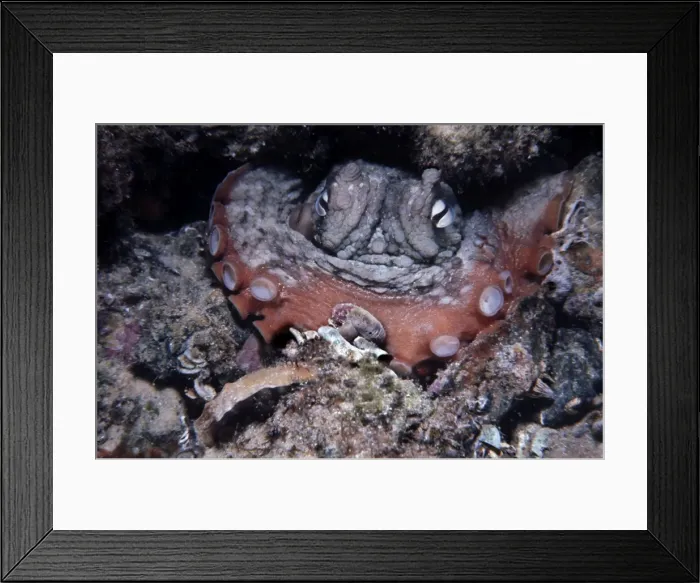 Framed Print : Common Octopus - Sydney octopus, it feeds on shellfish and small crabs which it drills and poisons before eating the paralyised contents Sydney Harbour, Australia Framed Print : Common Octopus - Sydney octopus, it feeds on shellfish and small crabs which it drills and poisons before eating the paralyised contents Sydney Harbour, Australia