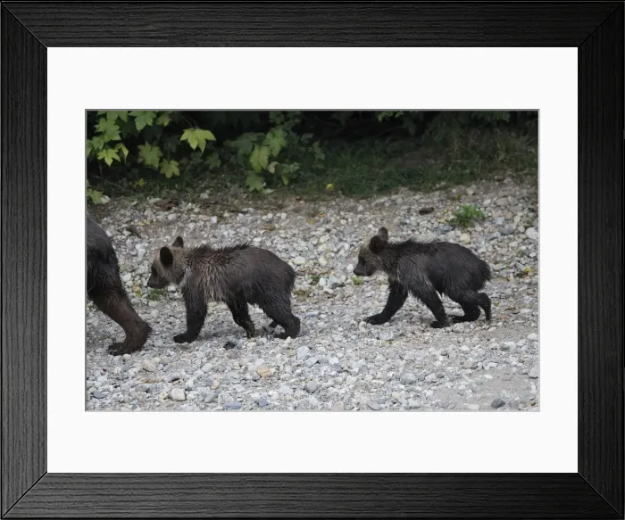 Framed Print : Grizzly bear - two cubs followig mother. Knight Inlet - Glendale Cove - British Columbia - Canada Framed Print : Grizzly bear - two cubs followig mother. Knight Inlet - Glendale Cove - British Columbia - Canada