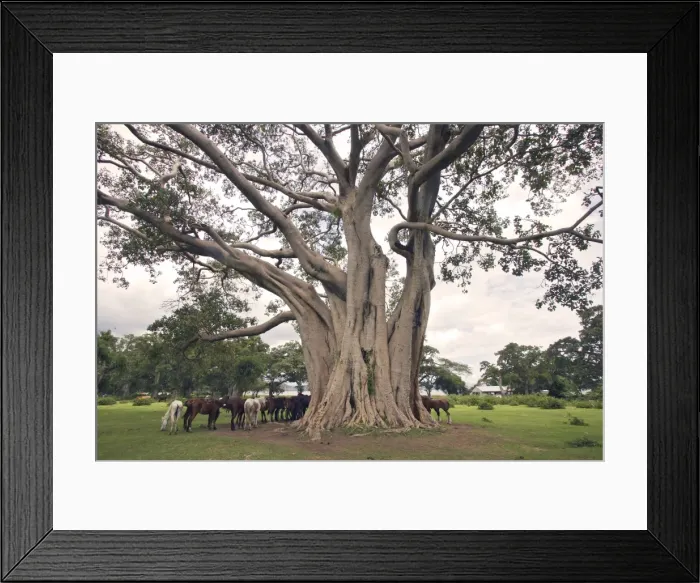 Framed Print : Fig Tree fam: Moraceae Framed Print : Fig Tree fam: Moraceae