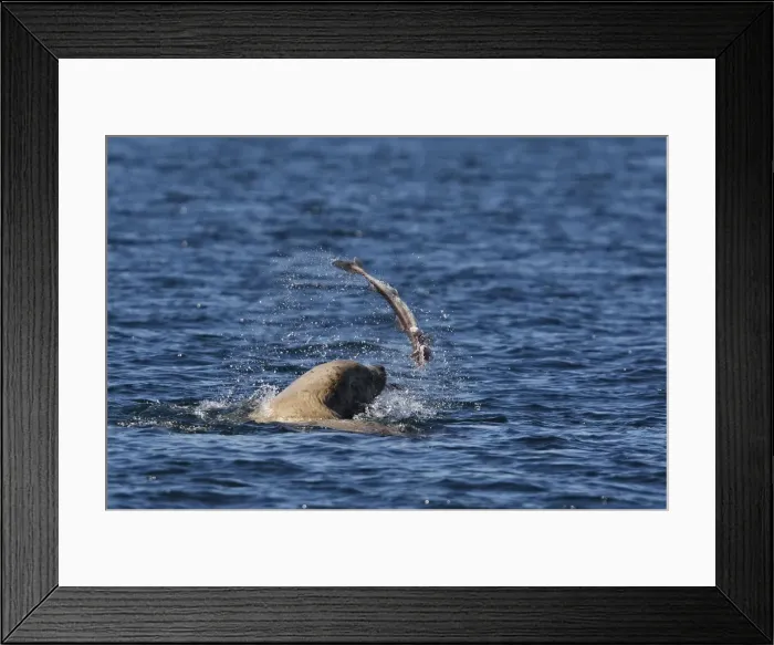 Framed Print : Steller / Northern sealion - in sea playing with fish - Johnstone Strait - British Colombia - Canada Framed Print : Steller / Northern sealion - in sea playing with fish - Johnstone Strait - British Colombia - Canada