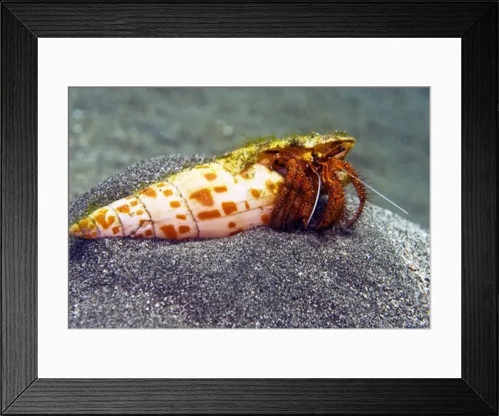 Framed Print : Hermit Crab - A common hermit crab throughout the Indo Pacific. These crabs live in the discarded shells of other molluscs - Bali, Indonesia Framed Print : Hermit Crab - A common hermit crab throughout the Indo Pacific. These crabs live in the discarded shells of other molluscs - Bali, Indonesia