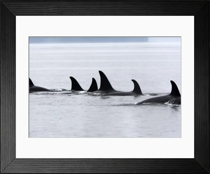 Framed Print : Orca / Killer Whale - pod / group. Johnstone Strait - British Colombia - Canada Framed Print : Orca / Killer Whale - pod / group. Johnstone Strait - British Colombia - Canada