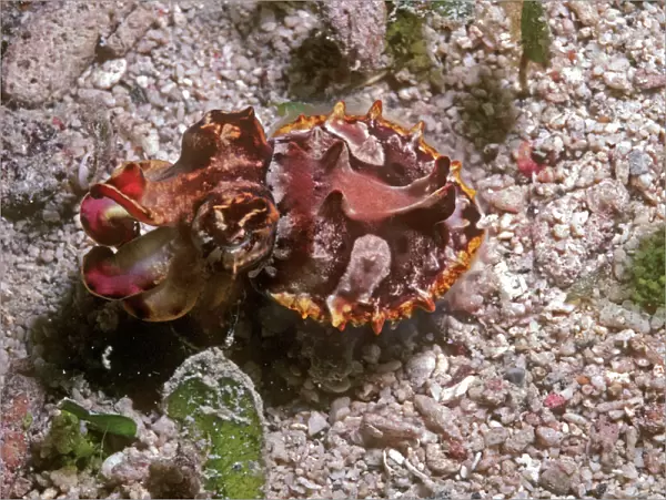 Flamboyant cuttlefish - photographed in an isolated area of Papua New Guinea because of its unusual behavour the photographer believes this to be a new species. The animal could blend in with the bottom
