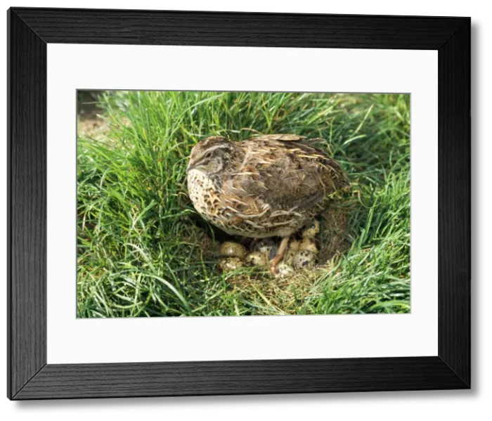 Framed Print : Quail - on nest with eggs Framed Print : Quail - on nest with eggs