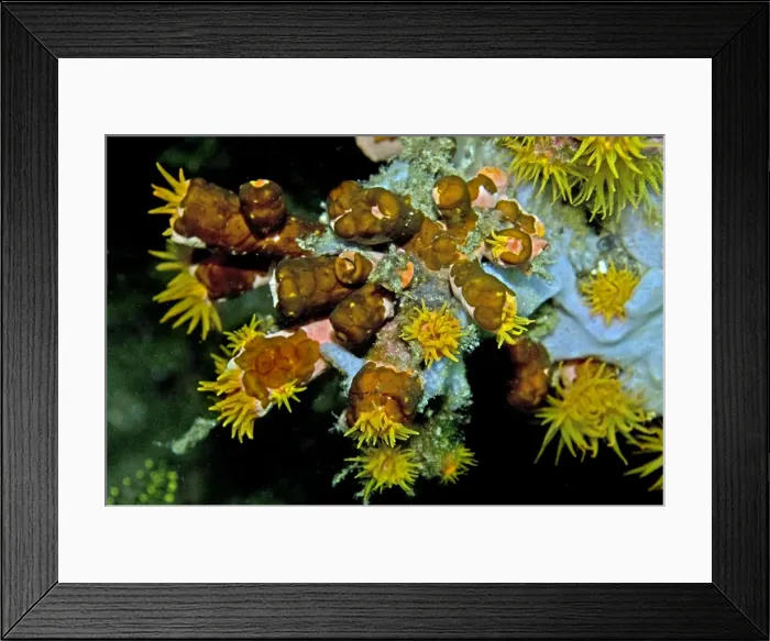 Framed Print : Acoelous flatworms on Tubastraea faulkneri cup coral. These flat worms seem to be devouring the flesh from the cup corals skeleton. Indonesia Framed Print : Acoelous flatworms on Tubastraea faulkneri cup coral. These flat worms seem to be devouring the flesh from the cup corals skeleton. Indonesia