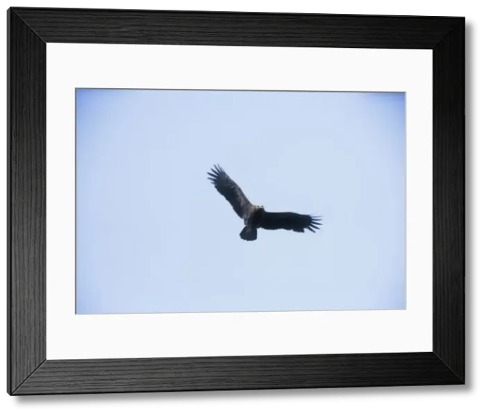 Framed Print : Lesser Spotted Eagle - in flight