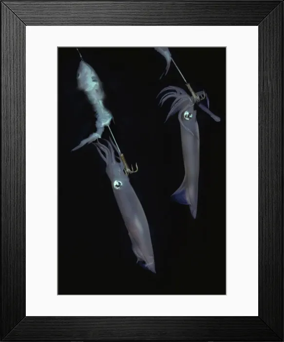 Framed Print : Squid - on jag hooks. Ths photo was taken under a native fishing boat at night. Squid have extremely variable colour patterns Malyasia Framed Print : Squid - on jag hooks. Ths photo was taken under a native fishing boat at night. Squid have extremely variable colour patterns Malyasia