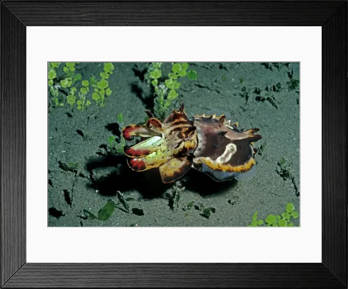 Framed Print : Flamboyant Cuttlefish - Hunting at dusk for small crustations over dark volcanic sand Milne Bay, Papua New Guinea Framed Print : Flamboyant Cuttlefish - Hunting at dusk for small crustations over dark volcanic sand Milne Bay, Papua New Guinea