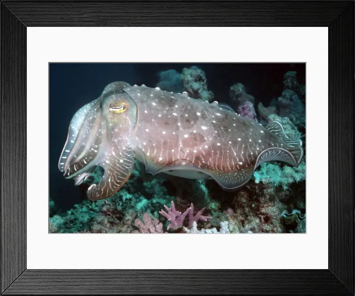 Framed Print : Cuttlefish - One of three courting cuttlefish flashing his colours to attract the female Thailand, Andaman Sea, Richlieu Rock Framed Print : Cuttlefish - One of three courting cuttlefish flashing his colours to attract the female Thailand, Andaman Sea, Richlieu Rock