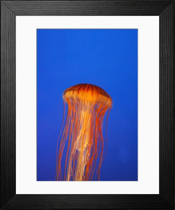 Framed Print : Japanese / Pacific Sea Nettle / Jellyfish. Vancouver Aquarium - Canada Framed Print : Japanese / Pacific Sea Nettle / Jellyfish. Vancouver Aquarium - Canada