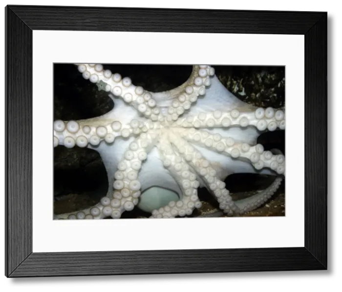 Framed Print : Common Octopus - showing underside, suckers and tentacles Dolphinarium, Port Elisabeth. South Africa Framed Print : Common Octopus - showing underside, suckers and tentacles Dolphinarium, Port Elisabeth. South Africa