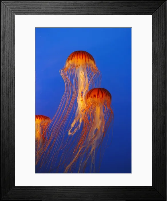 Framed Print : Japanese / Pacific Sea Nettle / Jellyfish. Vancouver Aquarium - Canada Framed Print : Japanese / Pacific Sea Nettle / Jellyfish. Vancouver Aquarium - Canada