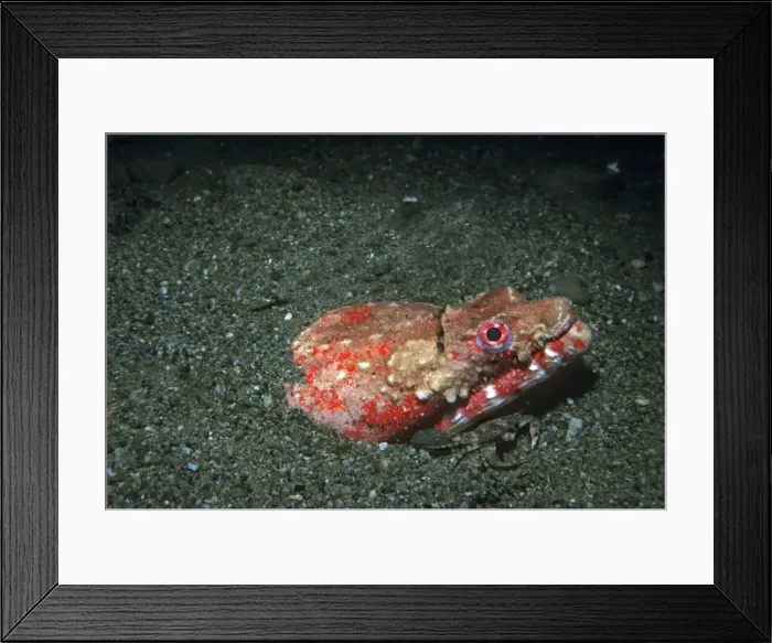 Framed Print : Eel - rare, sand dwelling eel, nocturnal hunter. Notice the crab hiding inder the eels chin. Ambon, Indonesia Framed Print : Eel - rare, sand dwelling eel, nocturnal hunter. Notice the crab hiding inder the eels chin. Ambon, Indonesia