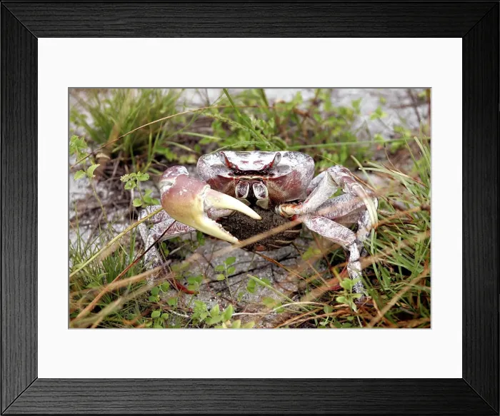 Framed Print : Terrestrial Crab. Atol de Cosmoledo - Seychelles - Indian ocean Framed Print : Terrestrial Crab. Atol de Cosmoledo - Seychelles - Indian ocean