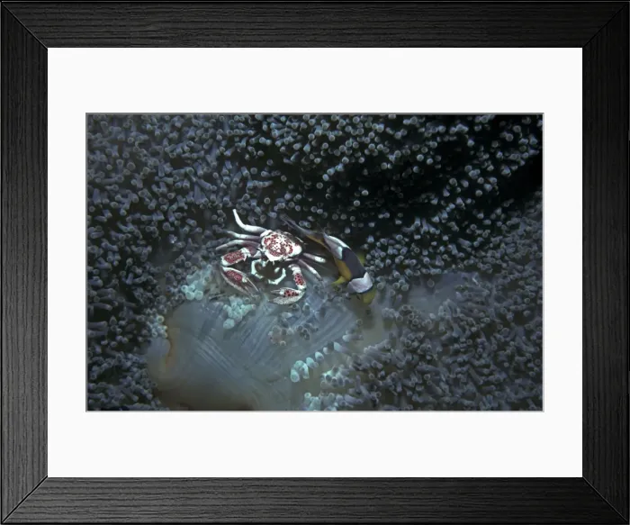 Framed Print : Anemone Crab - & Saddle back anemonefish. Sharing the same anemone in a synbiotic relationship. The stinging cells of the host anemone give both creaturers protection from preditors. Komod Marine National Park, Indonesia Framed Print : Anemone Crab - & Saddle back anemonefish. Sharing the same anemone in a synbiotic relationship. The stinging cells of the host anemone give both creaturers protection from preditors. Komod Marine National Park, Indonesia