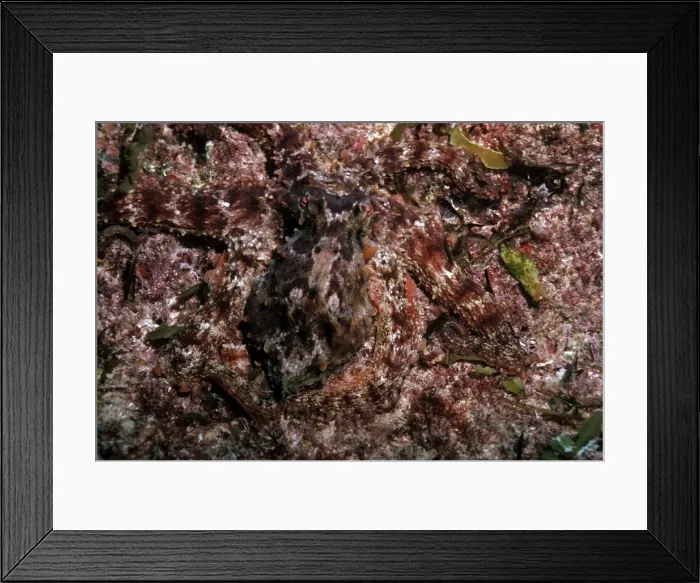 Framed Print : Octopus - A master of camouflage, this large octopus blends into its surroundings perfectly Komodo Is. Marine Park. Indonesia Framed Print : Octopus - A master of camouflage, this large octopus blends into its surroundings perfectly Komodo Is. Marine Park. Indonesia