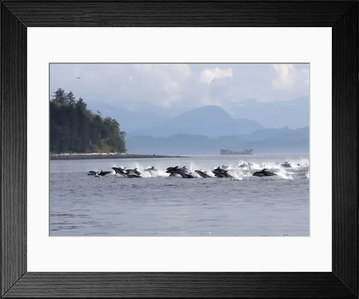 Framed Print : Pacific White-sided Dolphin - group porpoising. Johnstone strait - British Colombia - Canada Framed Print : Pacific White-sided Dolphin - group porpoising. Johnstone strait - British Colombia - Canada