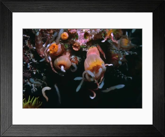 Framed Print : Coral polyps. - Night. Worms attracted by camera light excite these cup corals into a feeding frenzy Heron Island, Great Barrier Reef, Australia Framed Print : Coral polyps. - Night. Worms attracted by camera light excite these cup corals into a feeding frenzy Heron Island, Great Barrier Reef, Australia