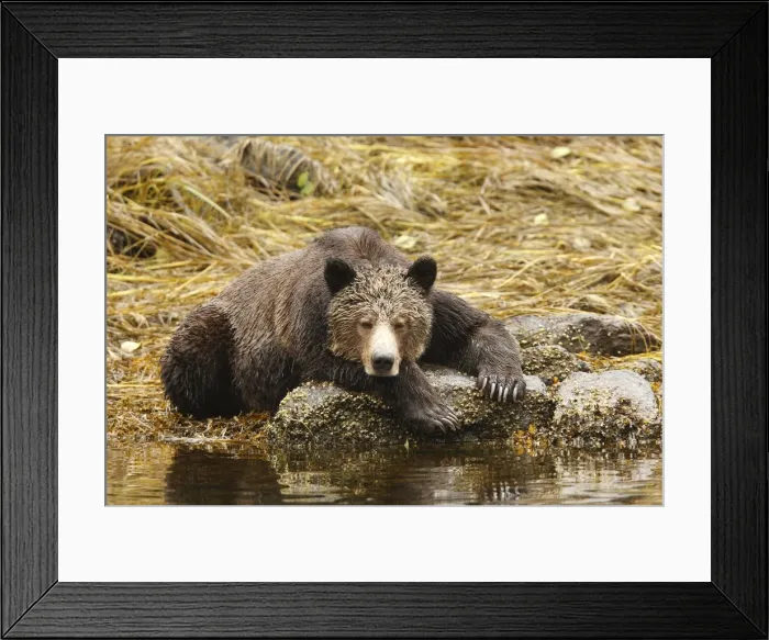 Framed Print : Grizzly beari - fishing for salmon in Mussel Bay. British Columbia - Canada