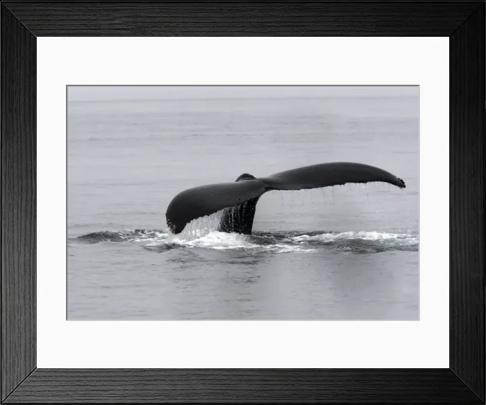 Framed Print : Humpback Whale - Johnstone Strait - British Colombia - Canada Framed Print : Humpback Whale - Johnstone Strait - British Colombia - Canada