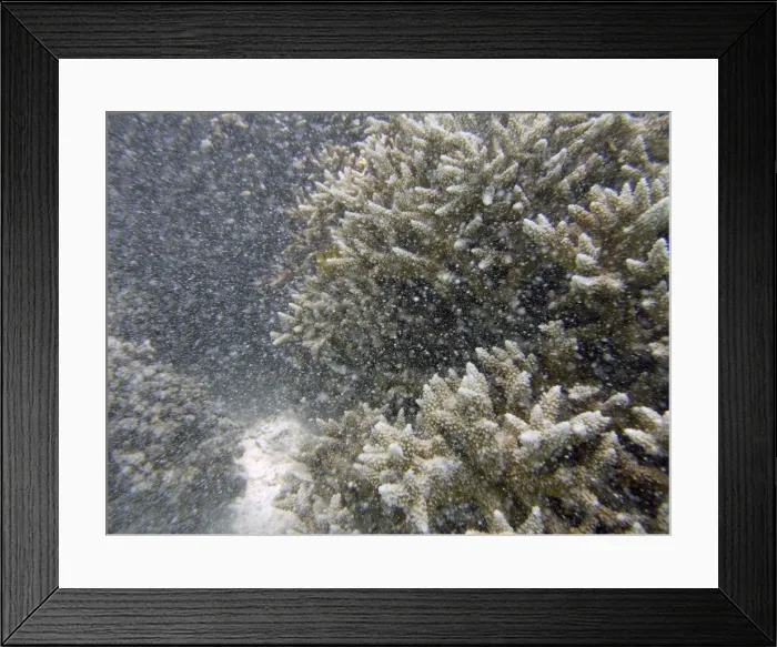 Framed Print : Underwater / Marine snow - Fine particles of sediment stirred up by ocean surges reduce visability like a snow storm. Musgrave Island. Great Barrier reef. Australia Framed Print : Underwater / Marine snow - Fine particles of sediment stirred up by ocean surges reduce visability like a snow storm. Musgrave Island. Great Barrier reef. Australia