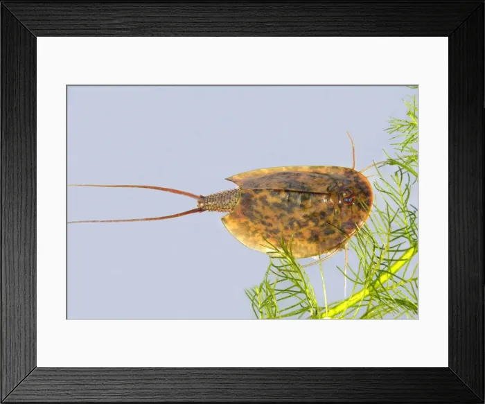 Framed Print : Fairy / Tadpole Shrimp. Triops cancriformis existed in the Triassic period 220 millions years ago and has not changed in appearance. It is the oldest known living animal species in the world Framed Print : Fairy / Tadpole Shrimp. Triops cancriformis existed in the Triassic period 220 millions years ago and has not changed in appearance. It is the oldest known living animal species in the world