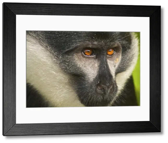 Framed Print : L'hoest's Monkey - Nyungwe - Rwanda - Africa Framed Print : L'hoest's Monkey - Nyungwe - Rwanda - Africa