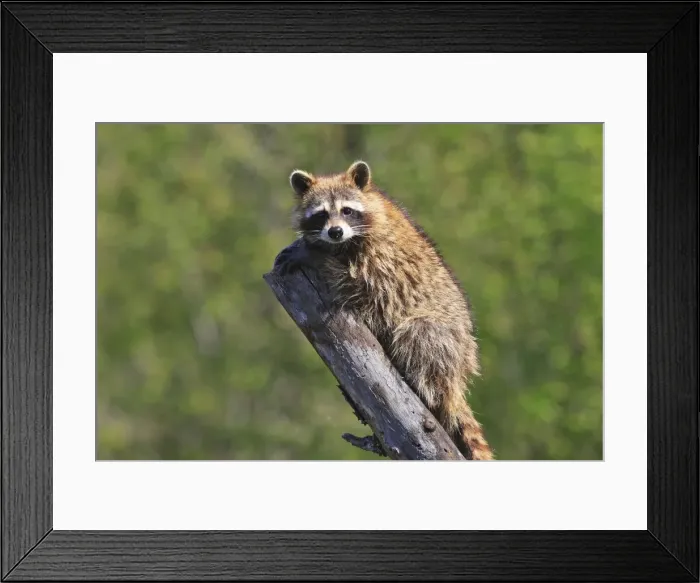 Framed Print : Raccoon - on tree stump. Minnesota - USA Framed Print : Raccoon - on tree stump. Minnesota - USA