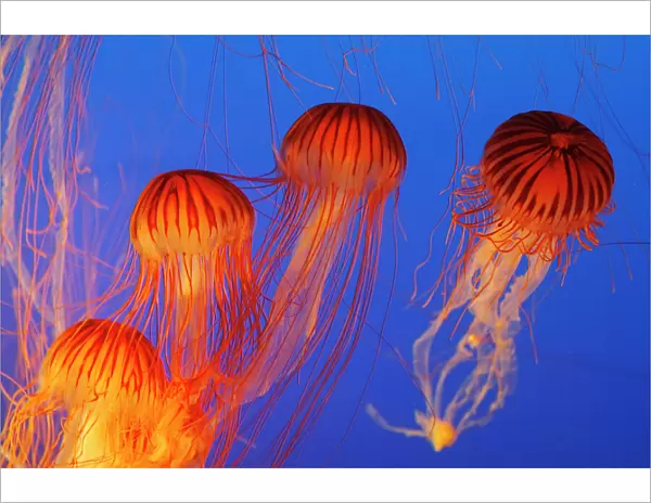 Japanese  /  Pacific Sea Nettle  /  Jellyfish. Vancouver Aquarium - Canada