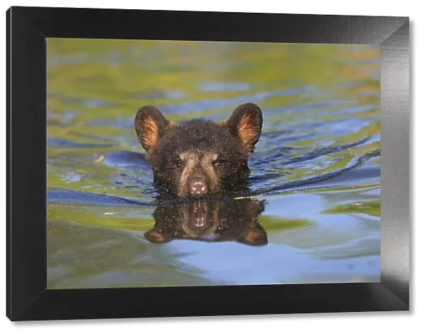 Black Bear - Spring cub 4 months old swimming in water. Minnesota - USA