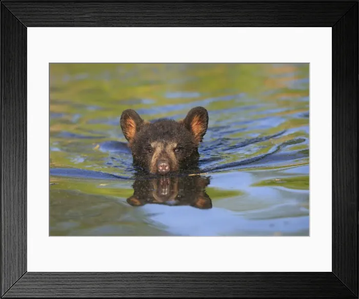 Framed Print : Black Bear - Spring cub 4 months old swimming in water. Minnesota - USA Framed Print : Black Bear - Spring cub 4 months old swimming in water. Minnesota - USA