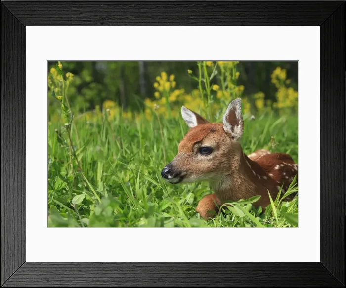 Framed Print : White-tailed Deer - fawn