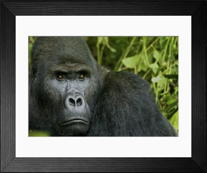 Framed Print : Eastern Lowland Gorilla - silverback portait - Kahuzi Biega NP - DRC - Africa Framed Print : Eastern Lowland Gorilla - silverback portait - Kahuzi Biega NP - DRC - Africa