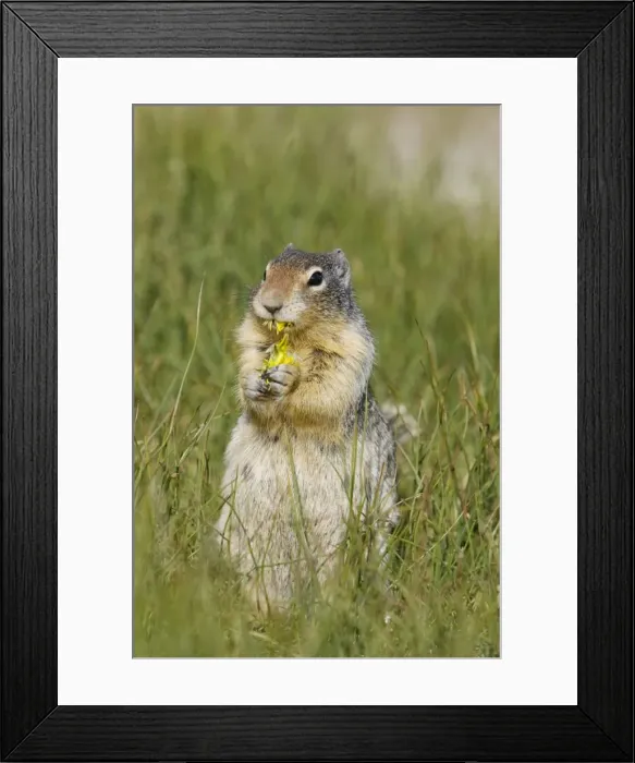 Framed Print : Golden Mantled Ground Squirrel - eating Dandelion flower - Rocky Mountains - Alberta - Canada MA001982 Framed Print : Golden Mantled Ground Squirrel - eating Dandelion flower - Rocky Mountains - Alberta - Canada MA001982