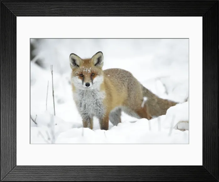 Framed Print : European Fox - on alert in snow covered forest - Harz Mountains - Lower Saxony - Germany Framed Print : European Fox - on alert in snow covered forest - Harz Mountains - Lower Saxony - Germany
